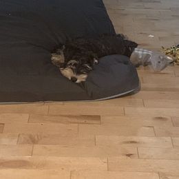 Miniature Schnauzer Puppies from Pemberlyacres