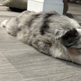 Miniature Australian Shepherd Puppies from All That Auss Mini Aussies