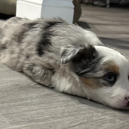 Miniature Australian Shepherd Puppies from All That Auss Mini Aussies