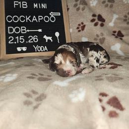 Yoda - Merle male Cockapoo puppy in Fort White, Florida from Jade