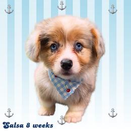 Salsa - Blue merle and white female American Corgi puppy in Mansfield, Ohio from Moonrise corgis