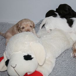 Australian Labradoodle Puppies from Windsor Creek Labradoodles