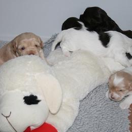 Australian Labradoodle Puppies from Windsor Creek Labradoodles