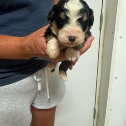 Girl 5 - Tri-color female Bernedoodle puppy in West Point, Iowa from Circle A Mini Goldendoodles and Mini Bernedoodles
