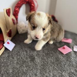 Bear - Sable male Pembroke Welsh Corgi puppy in Millsap, Texas from Punchy Pembroke Ranch