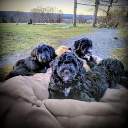 Assorted Doodle Crosses Puppies from Southern Star Goldendoodles