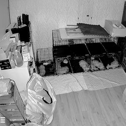 Poodle Puppies from Pawsable Prospects