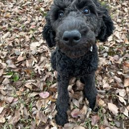 Poodle All Grown Up from A & K Kennels
