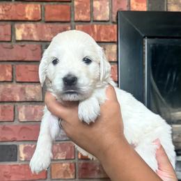 Girl 3 - Light golden female Golden Retriever puppy in Roca, Nebraska from Oak Haven Goldens