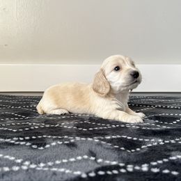 Millie - Cream female Dachshund puppy in Shelley, Idaho from Journey’s End Dachshunds