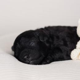 Yin - Black female Poodle puppy in Las Vegas, Nevada from Plush Toy Poodle Puppies & Pals