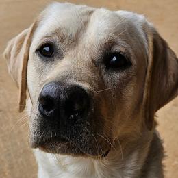 Voodoo - Labrador Retriever