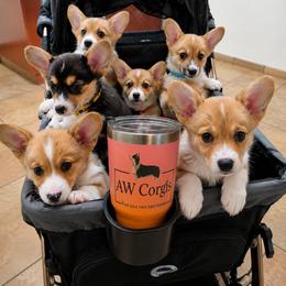 Pembroke Welsh Corgi Puppies from AW Corgis