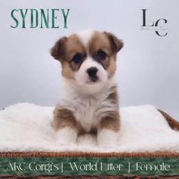 Sydney - Sable female Pembroke Welsh Corgi puppy in Pine Village, Indiana from NL Horsemanship