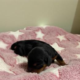 Musa - Black and tan female Dachshund puppy in Miami, Florida from Haus Ernand Dachshunds
