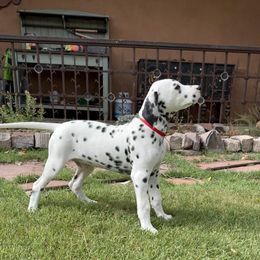 Zeus - White and black male Dalmatian puppy in Albuquerque, New Mexico from Storm & Blue's Dalmatian Pups