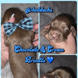 Chocolate Brindle - 1950 - Chocolate and cream male Dachshund puppy in Pueblo, Colorado from HotDachs