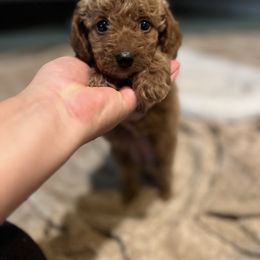 Girl 3 - Golden female Cockapoo puppy in Birdsboro, Pennsylvania from Cooper Family Cockapoos