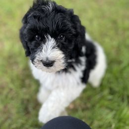 Yellow Collar Girl - Black and white Bernedoodle puppy in Phoenix, Arizona from Sunshine Pups