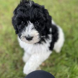 Yellow Collar Girl - Black and white Bernedoodle puppy in Phoenix, Arizona from Sunshine Pups