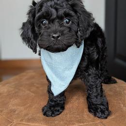 Blue Collar Male - Black male Cockapoo puppy in Newmanstown, Pennsylvania from Greta's Cockapoos