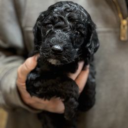 Little Boo - Phantom male Poodle puppy in St. Johnsbury, Vermont from Poodles of the Northern Woods