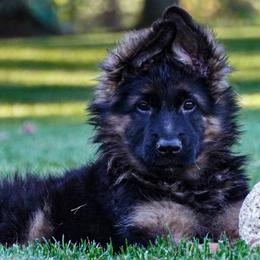 Red Collar - Black and red female German Shepherd puppy in Howell, Michigan from Sheyenne’s Shepherds