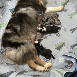 Miniature Australian Shepherd Puppies from Wes Whitehead