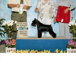 Miniature Schnauzer All Grown Up from Bizzy Acres Miniature Schnauzers