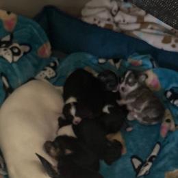 Boy 4 - Black sabled fawn male Chihuahua puppy in Scranton, Pennsylvania from Grammy Farm