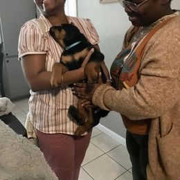 Rottweiler Puppies from Alpha Co. Rottweilers