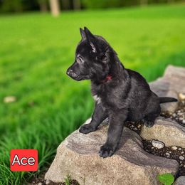 Boy 2 - Black male German Shepherd puppy in Altoona, Florida from Blue Line Shepherds