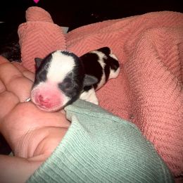 Girl 4 - Piebald female Morkie puppy in Aliquippa, Pennsylvania from The Morkie Mom