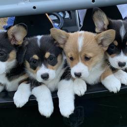 Pembroke Welsh Corgis from G.G.'s Corgis