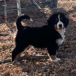 Bernese Mountain Dog Puppies from Bastian Mountain Dogs