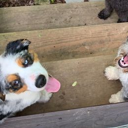 Aussiedoodles from The Blu Doodle