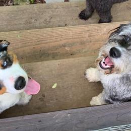 Aussiedoodles from The Blu Doodle