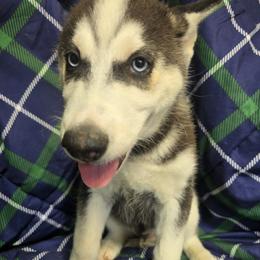 Boy 2 - male Siberian Husky puppy in Barrington, Illinois from Nikolay Veltchev