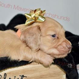 Cream dapple - Dapple male Dachshund puppy in Seminary, Mississippi from Down South Mavericks Dachshunds