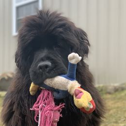 Newfoundlands from O’s Ranch Newfoundland’s