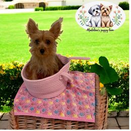 Ginger - Gold female Yorkshire Terrier puppy in Ocala, Florida from Yorkie  And Shih Tzu Love