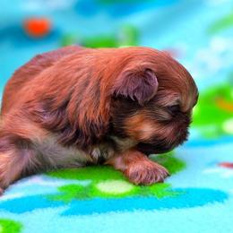 Avalon she's 3000 - Red female Shih Tzu puppy in Richmond, Texas from Aleka Shih Tzu