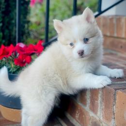 Santorini (Pet Only Contract) - Lavender male Pomsky puppy in Greenville, South Carolina from Thicketty Mountain Pomskies