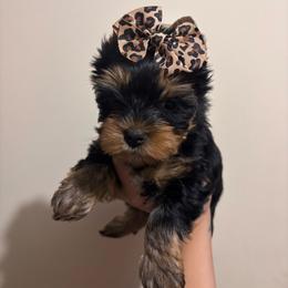 Brooke - Black and tan female Yorkshire Terrier puppy in Cornelia, Georgia from Kruz Kennels