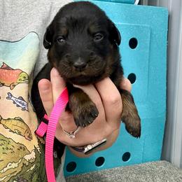 Hot Pink - Black and rust female Beauceron puppy in Floyd’s Knobs, Indiana from Birdwing Beaucerons