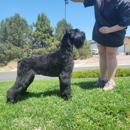Giant Schnauzer and Poodle All Grown Up from Pawsh K9’s