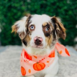 Dixie - Miniature Australian Shepherd