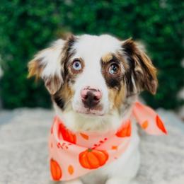 Dixie - Miniature Australian Shepherd