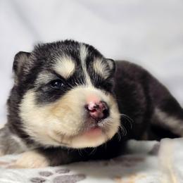 Sinon - Gray and white female Siberian Husky puppy in Buckeye, Arizona from Anime Huskies