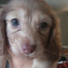 Dachshund Puppies from Nikas Baby Beanz LH Dachshunds